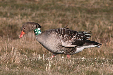Grauwe Gans